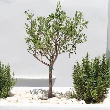 Swell S12 New In شقة